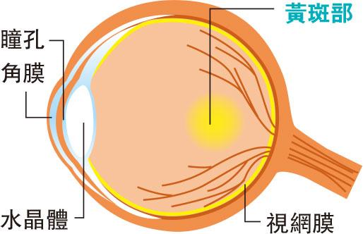 現代中醫：黃斑水腫可致失明 健脾滲濕改善