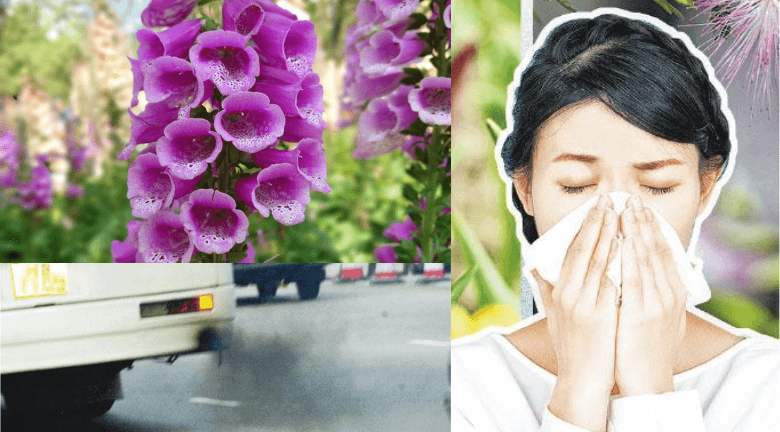 鼻敏感vs.花粉症 致敏原有不同 空氣污染加劇花粉症發作